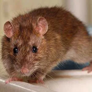 Roof Rat (Rattus rattus)