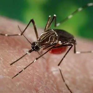 Aedes Aegypti