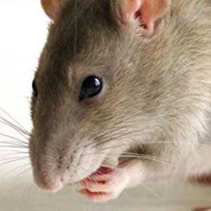 House Mouse (Mus musculus)