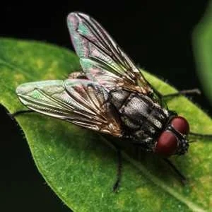 Flies