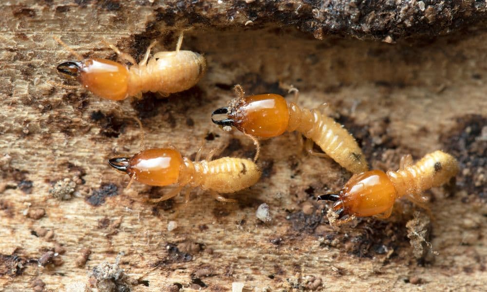 Termite Control in Kerala: Complete Guide for Homeowners