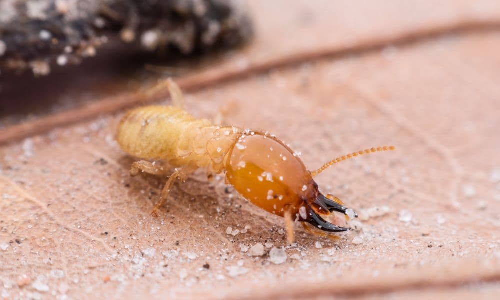 Pre-Construction Termite Treatment in Kerala