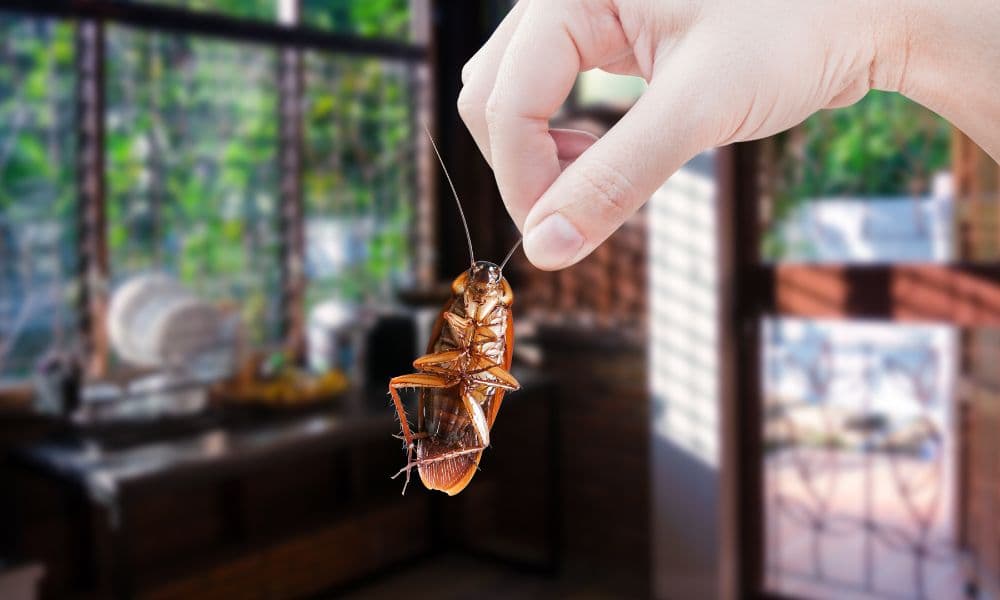 Pest Control for Cockroaches in Kerala